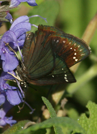 Common Sootywing